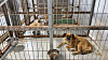 Dogs at an animal shelter in Gyeonggi [WOO JI-WON]