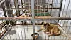 Dogs at an animal shelter in Gyeonggi [WOO JI-WON]