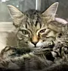 An abused cat placed under emergency protection by Seongnam City’s animal protection team was discovered with damage to both eardrums. [KOREA ANIMAL RIGHTS ADVOCATES]
