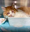 An abused cat with a fractured skull is placed under emergency protection by Seongnam City’s animal protection team [KOREA ANIMAL RIGHTS ADVOCATES]
