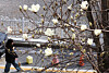 A pedestrian walks down a street in Busan underneath a tree blossoming with white flowers on March 4. [YONHAP]