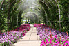 A rose tunnel at the International Horticulture Goyang Korea 2026, running in Ilsan Lake Park in Goyang, Gyeonggi, from April 24 through May 10 [YONHAP]