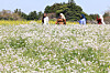 People stroll among blooming seashore wild radish flowers at Oreum Garden in Jeju on April 27. [YONHAP]