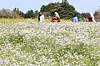 People stroll among blooming seashore wild radish flowers at Oreum Garden in Jeju on April 27. [YONHAP]