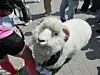 A sheep is seen at Yonsei University’s Sinchon campus in Seodaemun District, western Seoul, on April 2. [KWAK JOO-YOUNG]