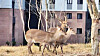 Three deer appear outside an apartment complex in Suncheon, South Jeolla, on Feb. 3, 2025. [NEWS1]