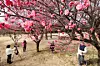 Visitors walk past blooming red plum blossoms in the garden of the Gwangju National Museum in Gwangju on Feb. 26. [YONHAP]