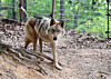 O-World Zoo in Daejeon, which had temporarily closed its doors following the escape of a wolf named Neukgu, unveiled the animal to the media at its wolf enclosure on June 4 ahead of the theme park's official reopening. [NEWS1]