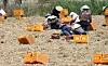 Migrant workers wearing “non la” (Vietnamese conical hats) harvest potatoes in a rural village in Gangneung, Gangwon, on July 23, 2025. [YONHAP]