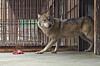 Escaped wolf Neukgu moves around in a cage on April 20 in Daejeon. [YONHAP]