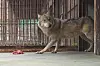 Escaped wolf Neukgu moves around in a cage on April 20 in Daejeon. [YONHAP]