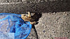 A small toad is seen on a road near Mount Hwangbang in Ulsan, spotted during volunteer work by local residents in spring 2025 [ULSAN JUNG DISTRICT OFFICE]