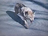 A wolf that escaped from a nearby theme park roams the streets of Daejeon on April 8. [DAEJEON FIRE HEADQUARTERS]