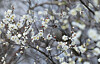 A bird gathers nectar from plum blossoms at a park in Daejeon on March 16. [NEWS1]