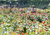 Samsung C&T announced on May 18 that it will host the “Rose Festival” at Everland's Rose Garden from May 22 to June 21, featuring 3 million roses in 720 varieties in full bloom. The photo shows the Rose Garden, where the Everland Rose Festival takes place, in Yongin, Gyeonggi. [NEWS1]