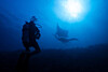 A scuba diver watches oceanic mantas at the Manta Ridge dive site in Raja Ampat, Indonesia, on March 7. The photo is not related to the article. [AP/YONHAP]