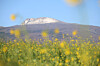 The snow-tipped peak of Mount Halla on Jeju Island is seen from a Canola flower field in Seogwipo on Dec. 28, 2025. [YONHAP]