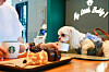 A dog is seen at a pet-friendly Starbucks cafe with its owner in this file photo provided by the franchise [STARBUCKS KOREA]