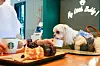 A dog is seen at a pet-friendly Starbucks cafe with its owner in this file photo provided by the franchise [STARBUCKS KOREA]