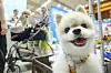 A dog is seen at a pet fair held at Coex in Gangnam District, southern Seoul, on Aug. 13, 2025. [NEWS1]