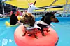 Dogs are seen on a float in a pool at Garden 5 mall in Songpa District, southern Seoul, on Aug. 17, 2025. [YONHAP]