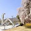 Cherry blossom trees near Seoul National University's iconic main gate [KAE KANEKO]