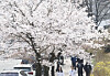 Pedestrians walk past blooming cherry blossom trees in Gwangju on March 26. [NEWS1]