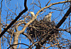 Gray herons spotted in Yeouido Saetgang Ecological Park in western Seoul [SEOUL METROPOLITAN GOVERNMENT]
