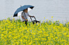 A person holding a parasol and pushing a stroller walks through a field of canola blossoms on Seorae Island in Seocho District, southern Seoul, on May 25. [YONHAP]