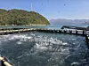 Yellowtail fish feed at a fish farm in Geoje, South Gyeongsang [EMART]