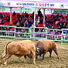 Bulls fight during an annual bullfighting tournament in Changwon, South Gyeongsang. This year, the tournament takes place from April 29 to May 3. [CHANGWON]