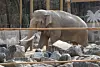 Moommi, an Asian elephant, walks inside its enclosure at the zoo within the Children’s Grand Park in Busanjin District, Busan, on March 4. [SONG BONG-GEUN]