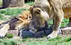 Barami and Dodo, two lions at Cheongju Zoo in Cheongju, North Chungcheong [JOONGANG ILBO]