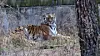 A Siberian tiger sits inside its enclosure while watching visitors outside at the zoo within the Children’s Grand Park in Busanjin District, Busan, on March 4. [SONG BONG-GEUN]