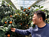 A worker at a citrus farm in Andeok-myeon, Seogwipo, Jeju Island, on the morning of March 17 [CHOI CHOONG-IL]