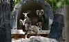 Mouflons at Cheongju Zoo in Cheongju, North Chungcheong [JOONGANG ILBO]