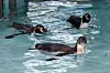 Humboldt penguins swim at the zoo within the Children’s Grand Park in Busanjin District, Busan, on March 4. [SONG BONG-GEUN]