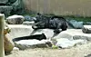 An Asiatic black bear rests at Cheongju Zoo in Cheongju, North Chungcheong. [JOONGANG ILBO]