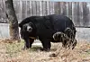 A Kodiak bear moves inside its enclosure at the zoo within the Children’s Grand Park in Busanjin District, Busan, on March 4. [SONG BONG-GEUN]