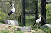 Storks at Cheongju Zoo in Cheongju, North Chungcheong [JOONGANG ILBO]