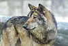 A wolf in the wolf enclosure at Cheongju Zoo in Cheongju, North Chungcheong , which transferred from Daejeon O-World five years ago [JOONGANG ILBO]