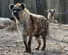 Hyenas walk inside their enclosure at the zoo within the Children’s Grand Park in Busanjin District, Busan, on March 4. [SONG BONG-GEUN]