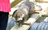 A raccoon dog at Cheongju Zoo in Cheongju, North Chungcheong [JOONGANG ILBO]
