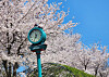 Yangjae Stream in southern Seoul during cherry blossom season in 2025 [JIN EUN-SOO]