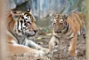 A mother and baby tiger are seen at Seoul Grand Park in Gwacheon, Gyeonggi on Nov. 11, 2025. Tigers are a commonly recurring motif in Korean conception dreams. [YONHAP]