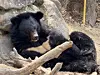 Asiatic black bears brought from Russia in 2020 [CHON KWON-PIL]