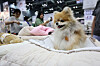 Visitors look at cooling cushions for pets at a pet show at Kintex in Goyang, Gyeonggi, on July 18, 2025. [NEWS1]