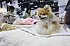 Visitors look at cooling cushions for pets at a pet show at Kintex in Goyang, Gyeonggi, on July 18, 2025. [NEWS1]