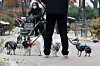 A resident walks four dogs at a park in Daegu on Dec. 11, 2025. [NEWS1]