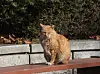 A stray cat sits in a sunny spot and dozes off on a street in Uiwang, Gyeonggi, on Nov. 29, 2023. [NEWS1]